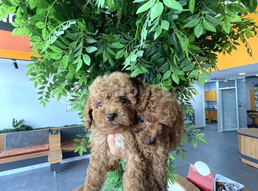 Veteri̇ner Kli̇ni̇ği̇nden Toy Poodle Bebekler görsel