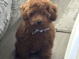 Akıllı Ve Oyuncu Toy Poodle Rio - Tüm Eşyalarıyla