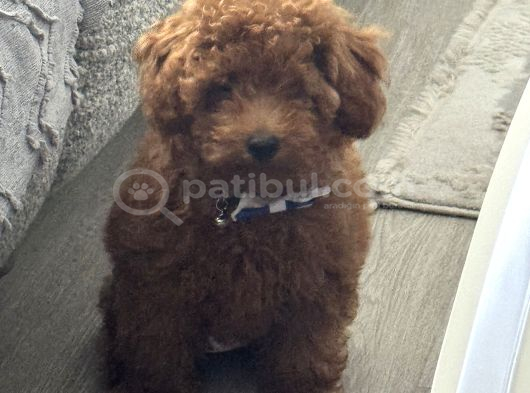Akıllı Ve Oyuncu Toy Poodle Rio - Tüm Eşyalarıyla görsel