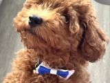 Akıllı Ve Oyuncu Toy Poodle Rio - Tüm Eşyalarıyla