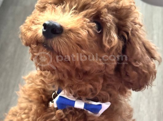 Akıllı Ve Oyuncu Toy Poodle Rio - Tüm Eşyalarıyla görsel