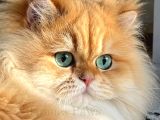 Aslan Yeleli Özel Renk Golden NY12 British Longhair
