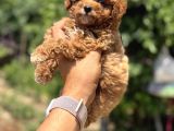 Koreakan Teacup Toypoodle
