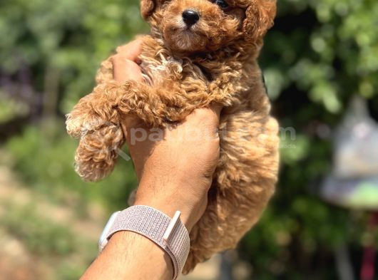 Koreakan Teacup Toypoodle görsel