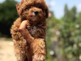 Koreakan teacup toypoodle