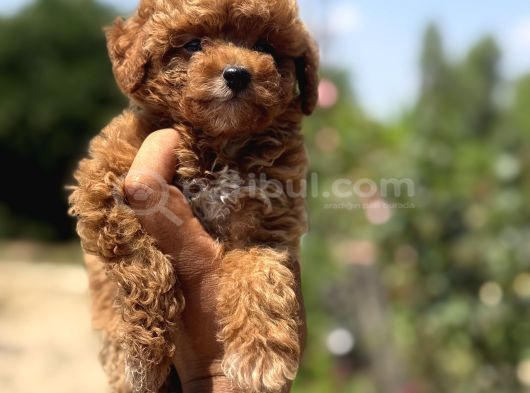 Koreakan teacup toypoodle