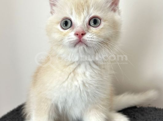 British Shorthair Nadir Renk