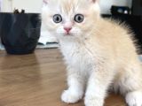 British Shorthair Nadir Renk