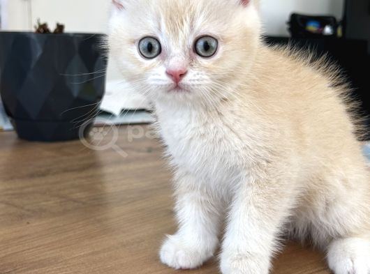 British Shorthair Nadir Renk görsel