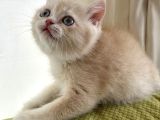 British Shorthair Nadir Renk