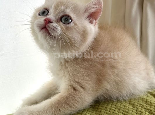 British Shorthair Nadir Renk görsel