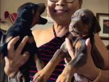 Siyah Kızıl Dobermanlarımız