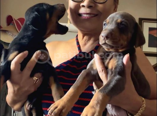Siyah Kızıl Dobermanlarımız görsel