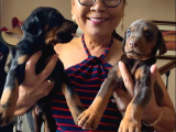 Siyah kızıl dobermanlarımız