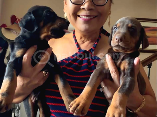 Siyah Kızıl Dobermanlarımız