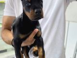 Siyah Kızıl Dobermanlarımız