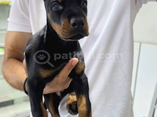 Siyah Kızıl Dobermanlarımız görsel