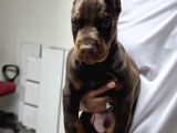 Siyah Kızıl Dobermanlarımız