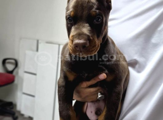 Siyah Kızıl Dobermanlarımız görsel
