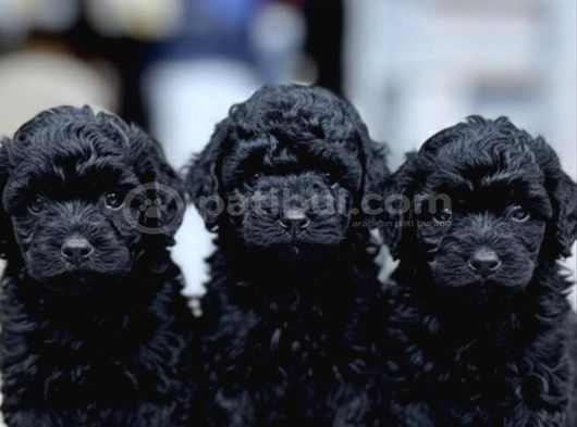 Türki̇yeni̇n En Uygun En Güzel Black Poodle Yavrulari görsel