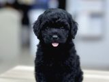 Türki̇yeni̇n En Uygun En Güzel Black Poodle Yavrulari