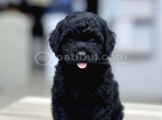Türki̇yeni̇n En Uygun En Güzel Black Poodle Yavrulari görsel