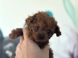 Erkek Teacup Poodle 2kg garantili