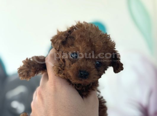 Erkek Teacup Poodle 2Kg Garantili