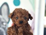 Erkek Teacup Poodle 2Kg Garantili