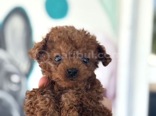 Erkek Teacup Poodle 2Kg Garantili görsel