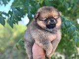 Pomernian