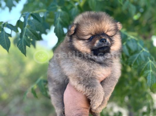 Pomernian