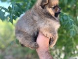 Pomernian