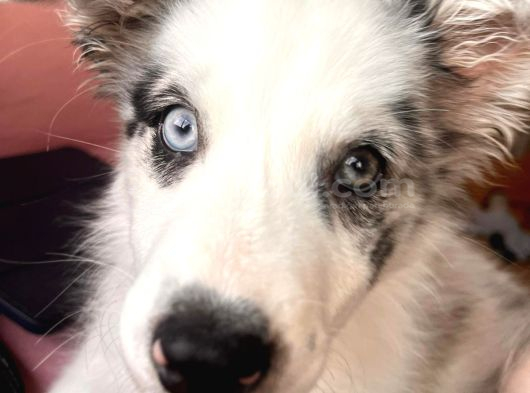 Blue Merle Border Colli̇e Yavru görsel