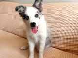 BLUE MERLE BORDER COLLİE YAVRU