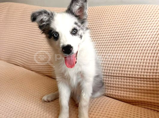 Blue Merle Border Colli̇e Yavru