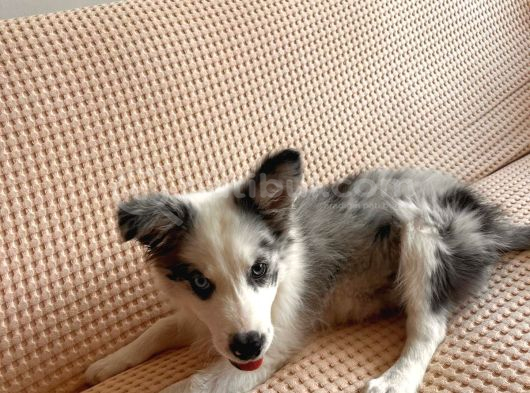 Blue Merle Border Colli̇e Yavru görsel