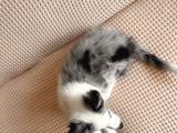 Blue Merle Border Colli̇e Yavru