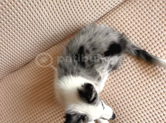 Blue Merle Border Colli̇e Yavru görsel