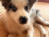 Blue Merle Border Colli̇e Yavru