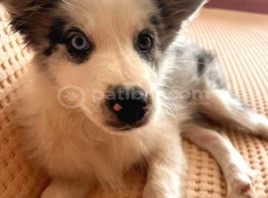 Blue Merle Border Colli̇e Yavru görsel