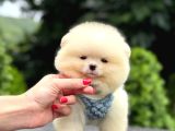Ayıcık surat Pomeranian yavrular