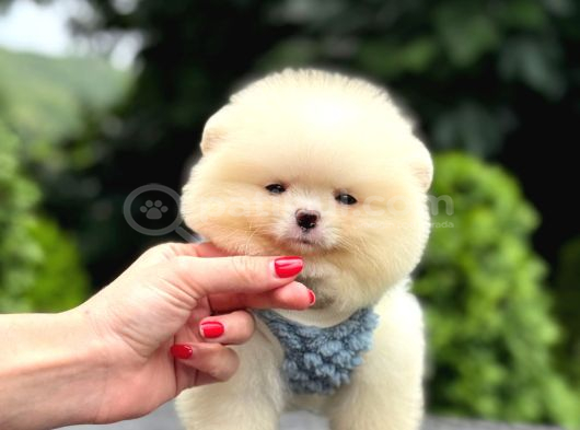 Ayıcık surat Pomeranian yavrular