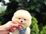 Ayıcık Surat Pomeranian Yavrular