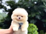 Ayıcık Surat Pomeranian Yavrular