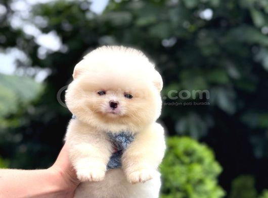Ayıcık Surat Pomeranian Yavrular görsel