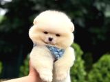 Ayıcık Surat Pomeranian Yavrular