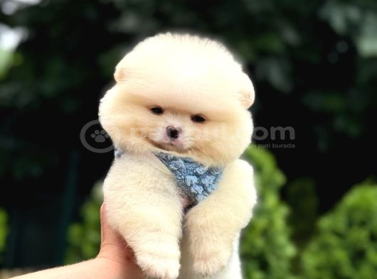 Ayıcık Surat Pomeranian Yavrular görsel