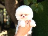 Sağlık Garantili Pomeranian Boo