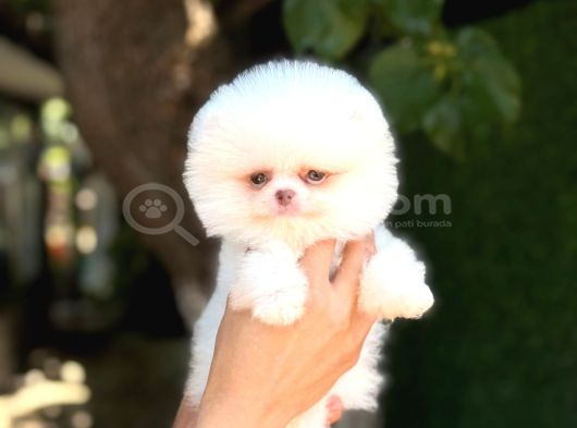 Sağlık Garantili Pomeranian Boo